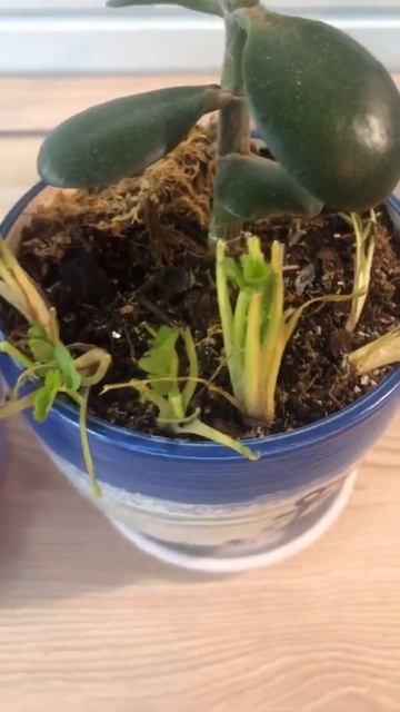 КАК ЛЕГКО ВЫРАСТИТЬ ЗЕЛЕНЬ НА ПОДОКОННИКЕ? смотреть онлайн