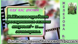 В.Железов продает проснувшиеся семена впервые! -  и …. за полцены.