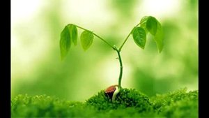 Омоложение (частоты человеческого гормона роста) - YouTube [240p]