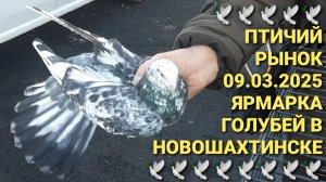 🔥🕊🔥 Ярмарка голубей в г.Новошахтинск. Птичий рынок 09.03.25. Pigeons Fair. Bird Market.