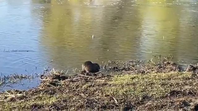нутрия в Белгороде смотреть онлайн