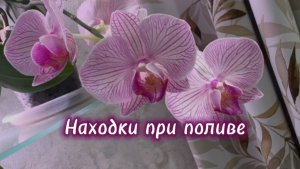 Новые стрелки орхидей. «Летний Бриз» не оправдал ожиданий