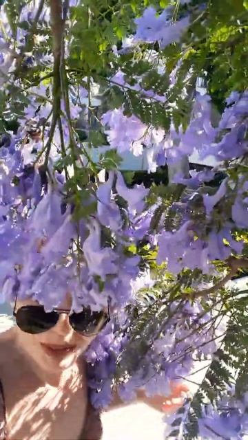 Unique Jacaranda... Уникальная Жакаранда... смотреть онлайн