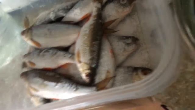 Вяленая рыба  Как Сушить и Солить РЫБУ  Самый легкий Способ Засолки Таранки