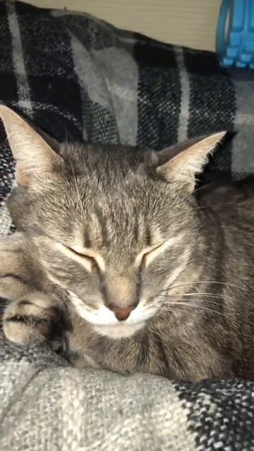 🐾 Стих про любовь 😻