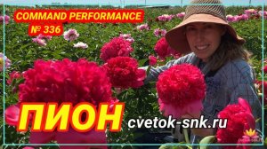 Пион Command Performance. Цветение 2022 года / Сад Ворошиловой