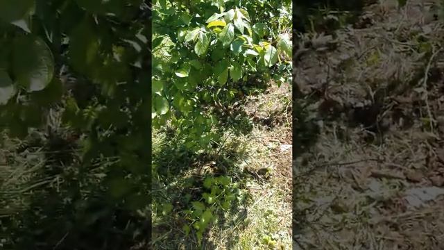 Окончательно закончили с заливкой пола под домом. Наводим порядок на участке смотреть онлайн