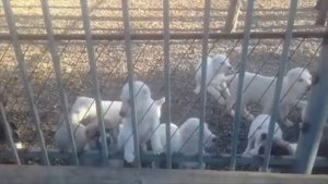 Питомник Братский Жарок , САО, помет на " А ", 07.08.2017 г.р.