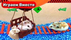 Интересный ЛАБИРИНТ С ЛОВУШКАМИ для Умного Хомяка ! Видео для детей