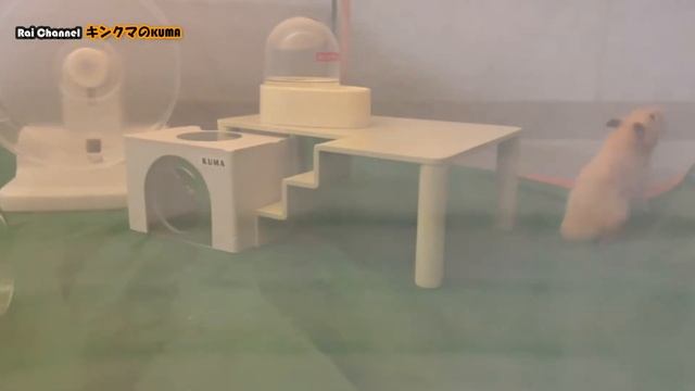 キンクマペットサークルをケージ化【特典映像：ムササビになるハムスター】ハムスター脱走対策紹介