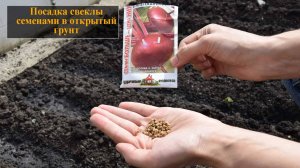 Посадка свеклы семенами в открытый грунт