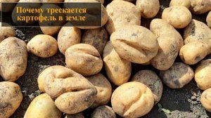 Почему трескается картофель в земле