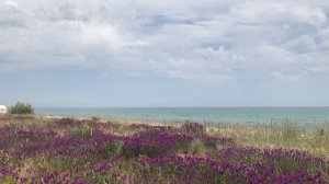 Поляна цветов