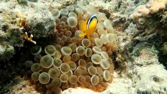 WATCH THE BEAUTY OF THE RED SEA смотреть онлайн