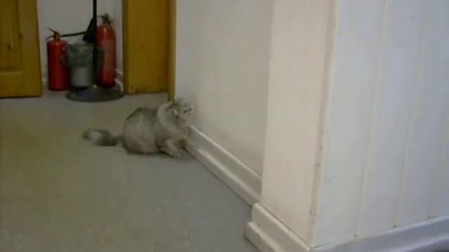 Аська и солнечный зайчик смотреть онлайн