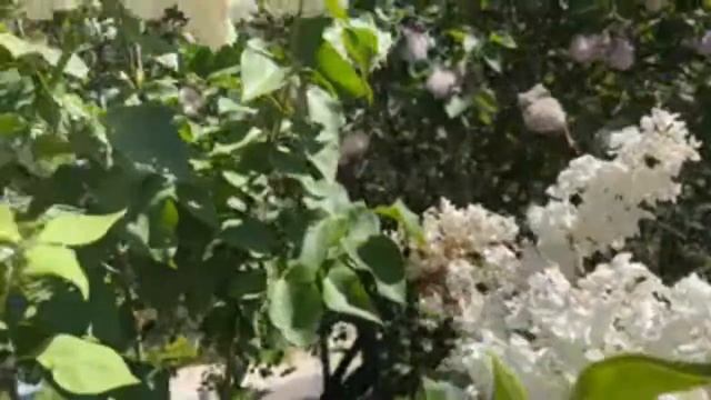 Сирингарий  в прямом эфире! Ботанический сад МГУ🌸🌸🌸