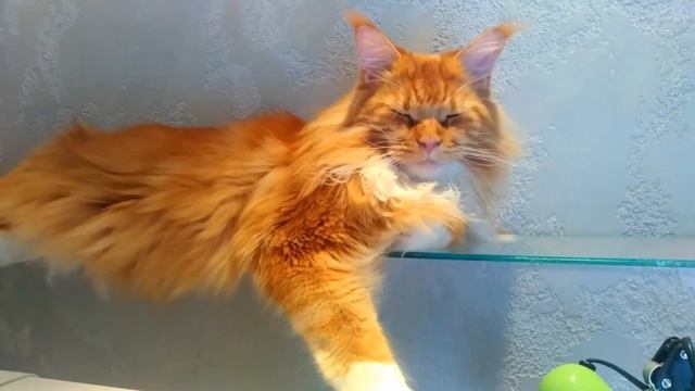 Мейн кун Степа и кот Тихон. Ну где бы нам еще полежать