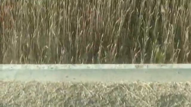 Талгат Есимбеков смотреть онлайн