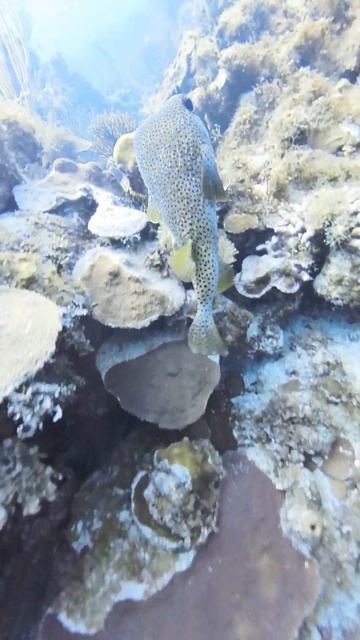 Porcupinefish (diodon hystrix) in Cuban reef смотреть онлайн