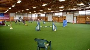 Kaeto at Get Rev'd Agility UKI Trial _April 2018