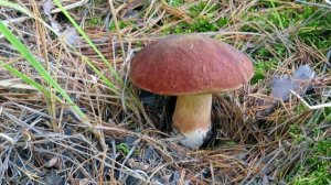 Грибная пора