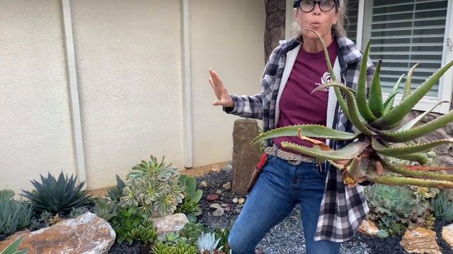 4 Month Old Succulent Garden Update in Claremont