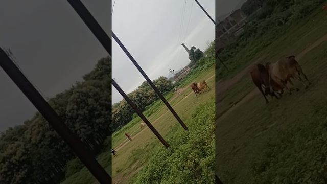 OX fighting aurangabad midc area || смотреть онлайн