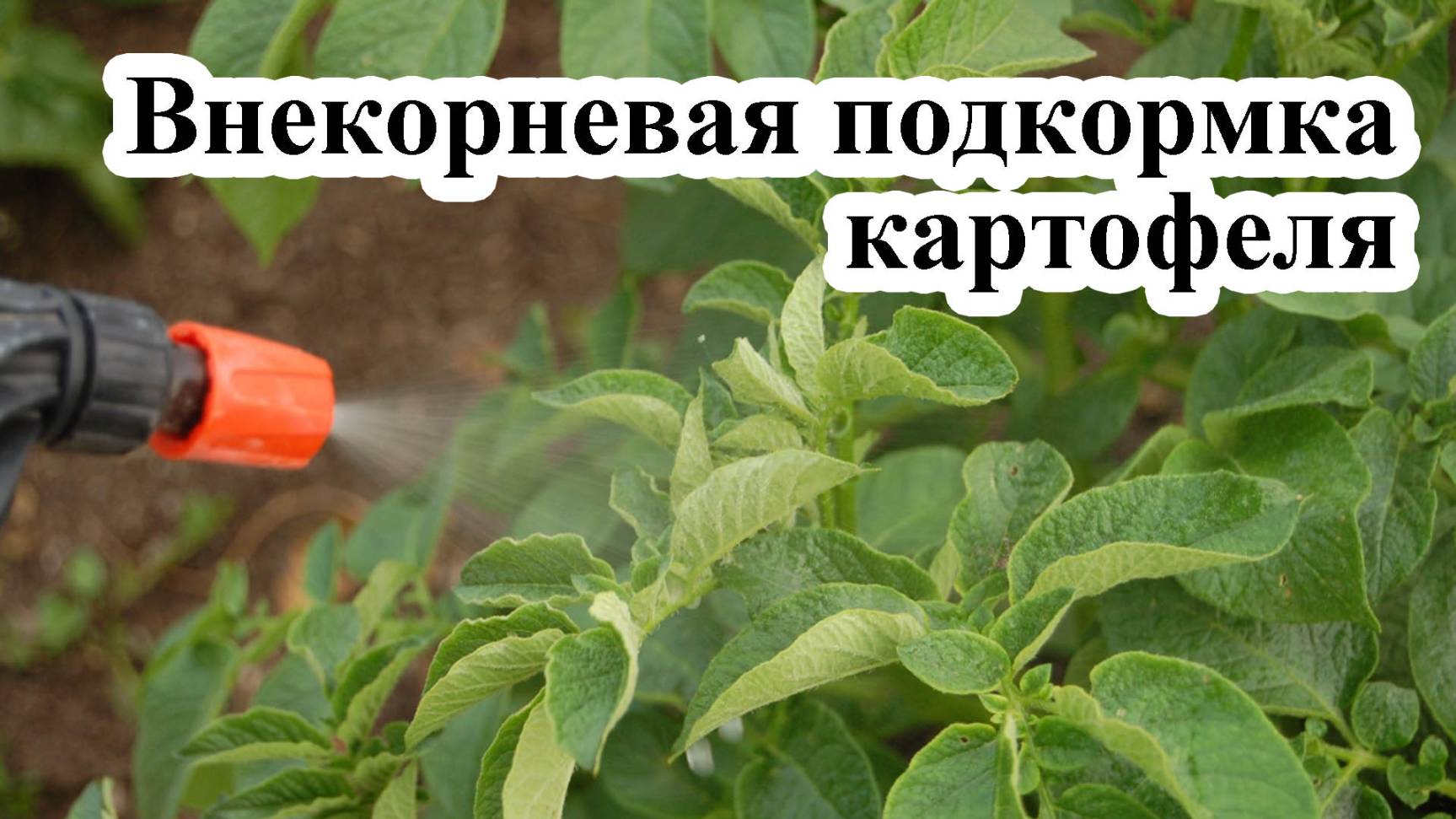 Внекорневая подкормка картофеля
