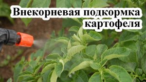 Внекорневая подкормка картофеля