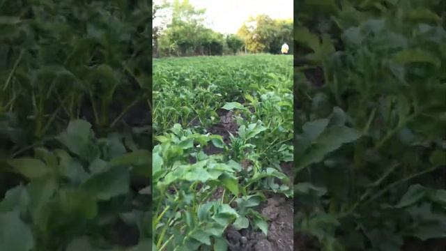 Опрыскивание картофеля от жука препарат «кунфу» 2023. смотреть онлайн