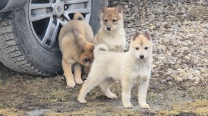 Весточка от щенков