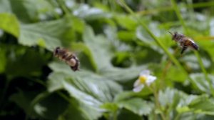 Курьёзы природного мира 4 сезон 1 серия «Животные Франкенштейны» (документальный сериал, 2013)