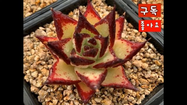 Echeveria agavoides 에케베리아 아가보이데스 매혹의 창