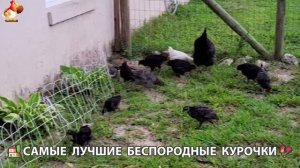 Курочки селяночки лучшие беспородные несушки 🥚 (17)