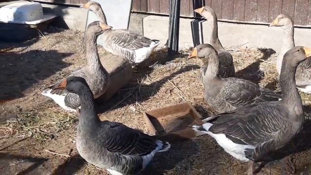 домашние гуси, Актобе смотреть онлайн