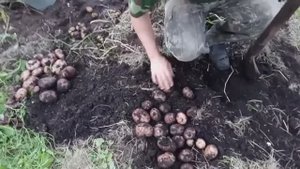 «Выращивание картофеля- 500–1000 кг картофеля с одной сотки» — без удобрений и колорадского жука.
