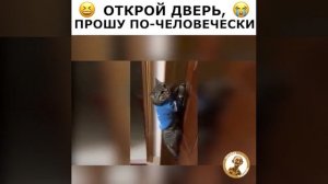 Кот говорит открой дверь прошу по человечески смешной кот