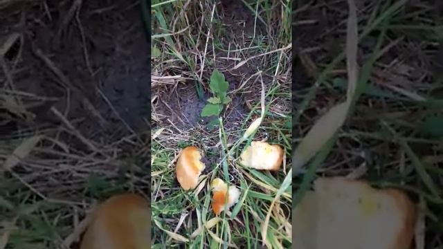 Посадка Дубов в Германии смотреть онлайн