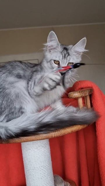 котёнок мейн кун из питомника Страна Гулливеров, gulliver-coon.ru