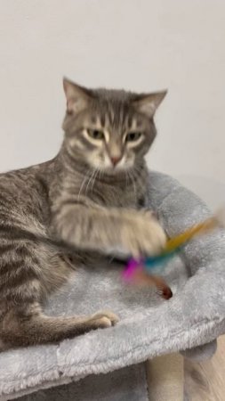 Котейка играет 😸
