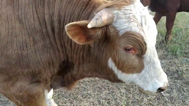 Бычки смотреть онлайн