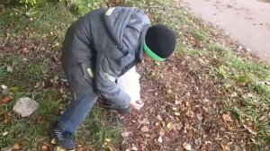 Собираю каштаны