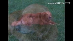 Larry Putting Крошка гений Speeder