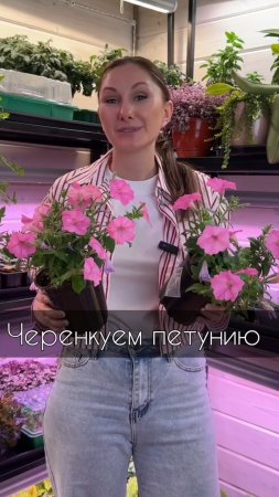 Черенкуем петунию