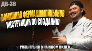 БЫСТРОЕ ВЫРАЩИВАНИЕ ШАМПИНЬОНОВ | ПРОВЕРЕННАЯ МЕТОДИКА | ДВ 36
