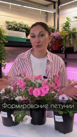Формирование петунии
