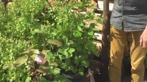 Как вермикомпост влияет на голубику