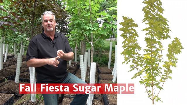 Fall Fiesta Sugar Maple смотреть онлайн