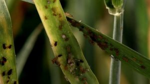 Курьёзы природного мира 2 сезон 1 серия «Девственное размножение» (документальный сериал, 2013)