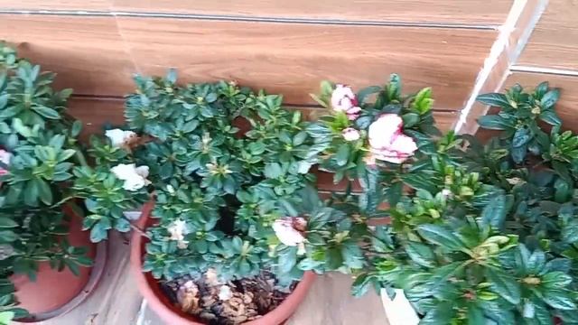 Flowers Azalea.😍💐 смотреть онлайн